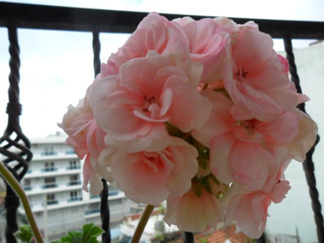 Name:  SAM_0581.jpg
Views: 1723
Size:  33.4 KB