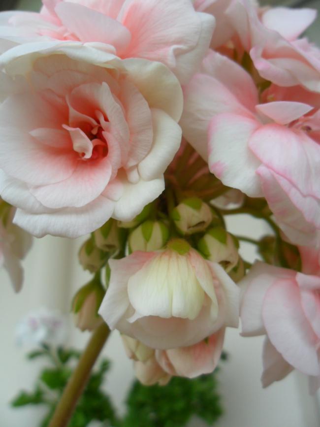 Name:  SAM_0580.jpg
Views: 1798
Size:  44.5 KB