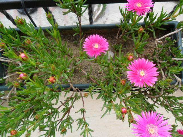Name:  SAM_0629.jpg
Views: 1988
Size:  70.8 KB
