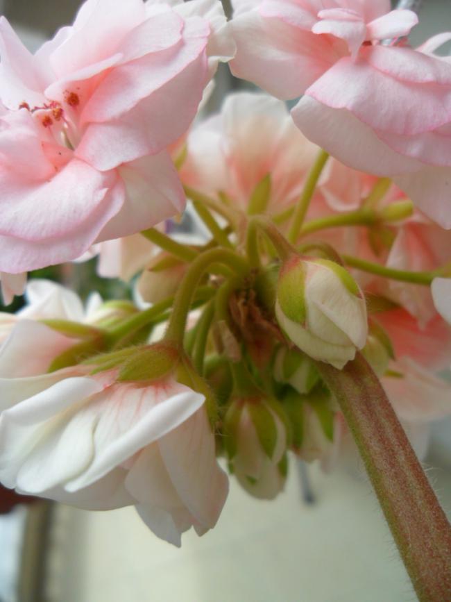 Name:  SAM_0651.jpg
Views: 1677
Size:  47.0 KB