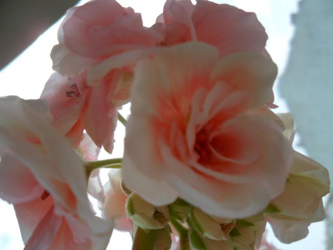 Name:  SAM_0650.jpg
Views: 1787
Size:  24.7 KB