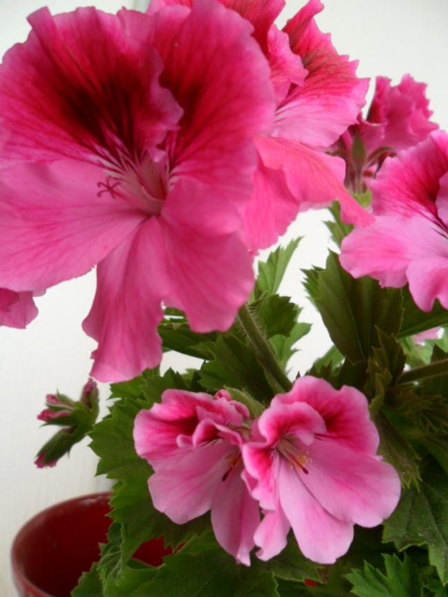 Name:  SAM_0657.jpg
Views: 1852
Size:  60.2 KB