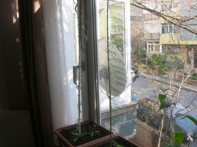 Name:  DSCN0692.jpg
Views: 1919
Size:  48.3 KB