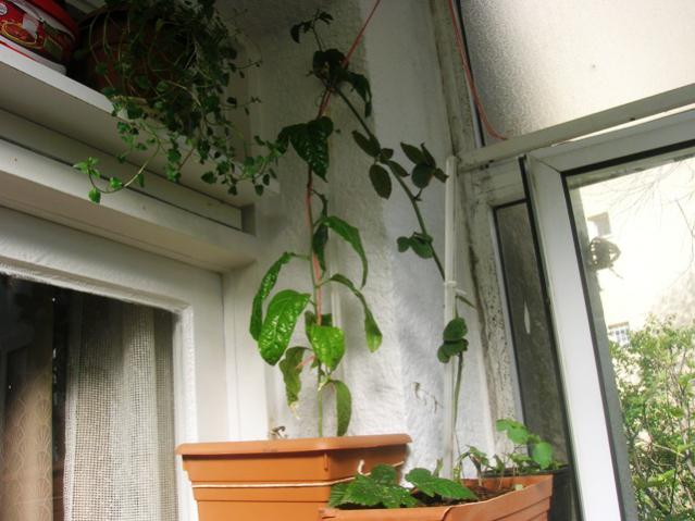 Name:  DSCN0696.jpg
Views: 1979
Size:  45.7 KB