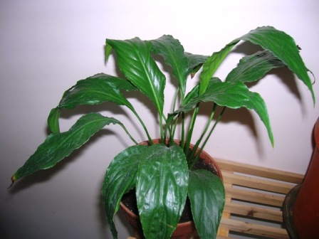 Name:  DSCN0700.JPG
Views: 1997
Size:  53.3 KB