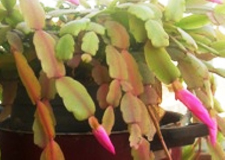 Name:  DSCN0620.JPG
Views: 1468
Size:  47.4 KB