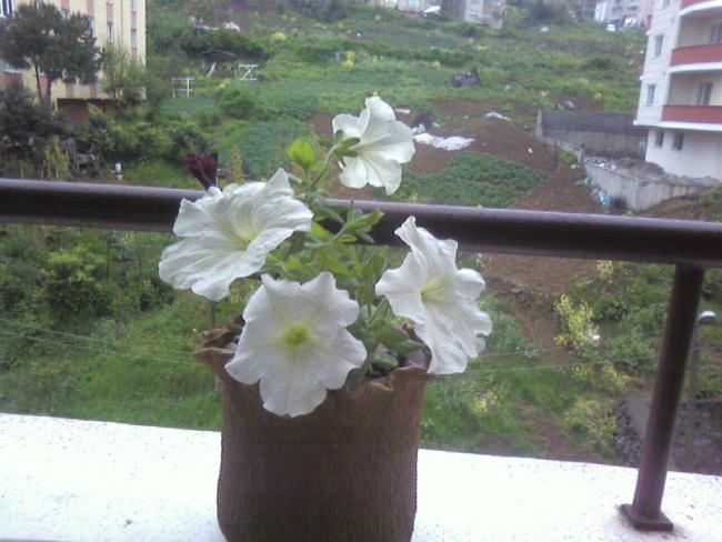 Name:  Fotoraf-0004.jpg
Views: 731
Size:  47.9 KB