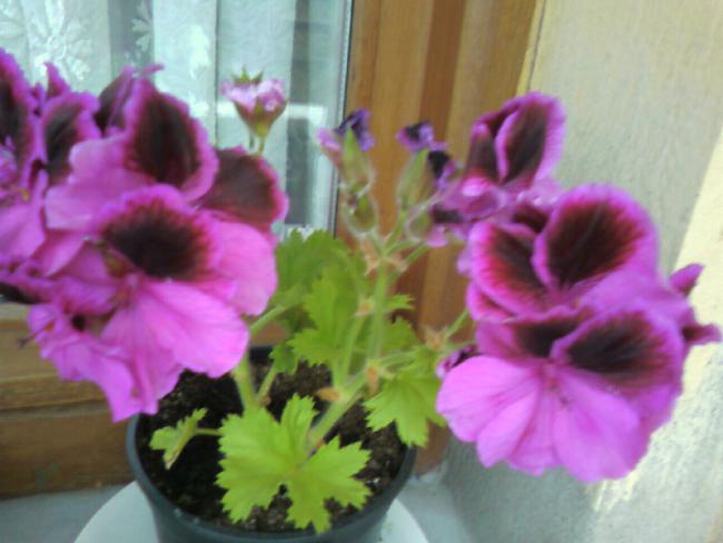 Name:  Fotoraf-0006.jpg
Views: 733
Size:  36.9 KB