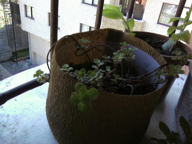 Name:  Fotoraf-0001.jpg
Views: 753
Size:  45.1 KB