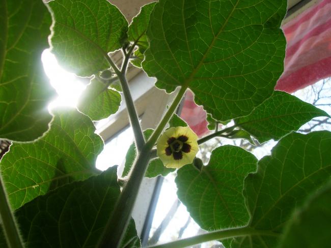 Name:  DSCN0709.jpg
Views: 2610
Size:  43.8 KB