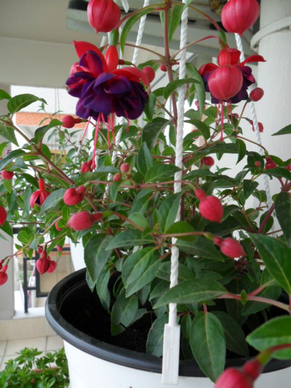 Name:  SAM_0687.jpg
Views: 17610
Size:  73.7 KB