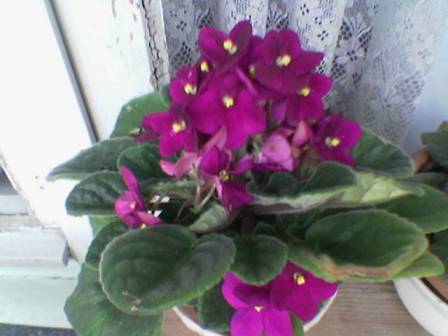 Name:  Image(159).jpg
Views: 1593
Size:  20.1 KB