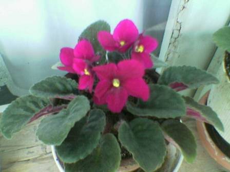 Name:  Image(160).jpg
Views: 1569
Size:  17.1 KB