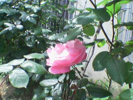 Name:  Image(163).jpg
Views: 1546
Size:  29.8 KB