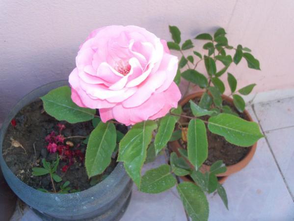 Name:  100_0577.jpg
Views: 2216
Size:  32.9 KB
