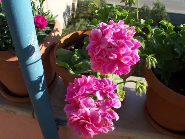 Name:  100_0591.jpg
Views: 1954
Size:  42.2 KB