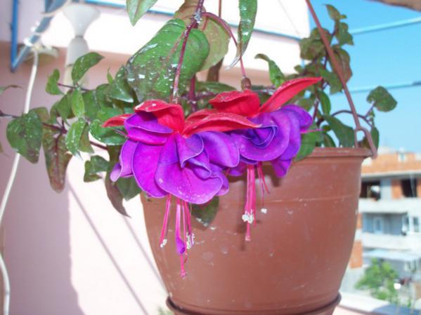Name:  100_0568.jpg
Views: 1936
Size:  37.0 KB