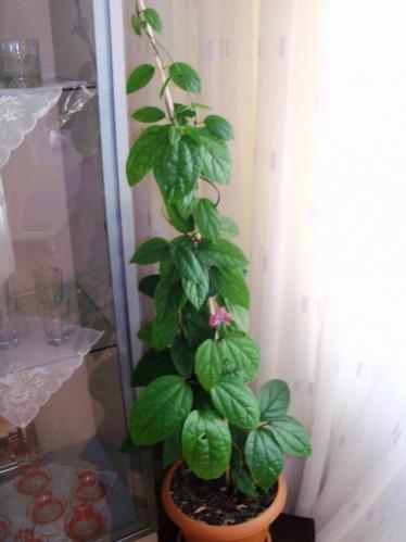 Name:  100_0626.jpg
Views: 2036
Size:  20.8 KB