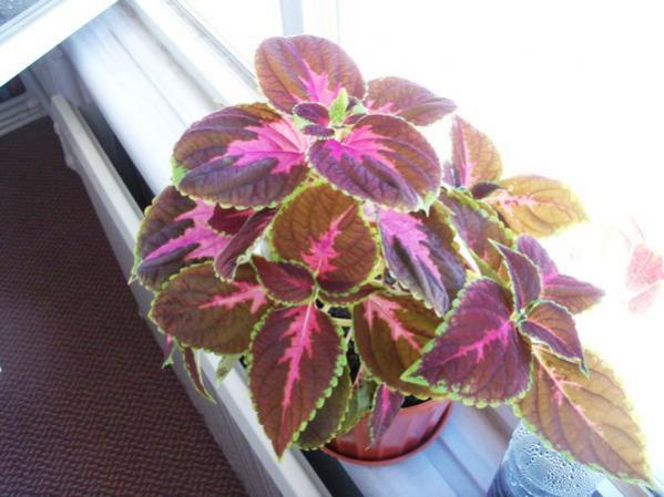 Name:  100_0630.jpg
Views: 8208
Size:  40.6 KB