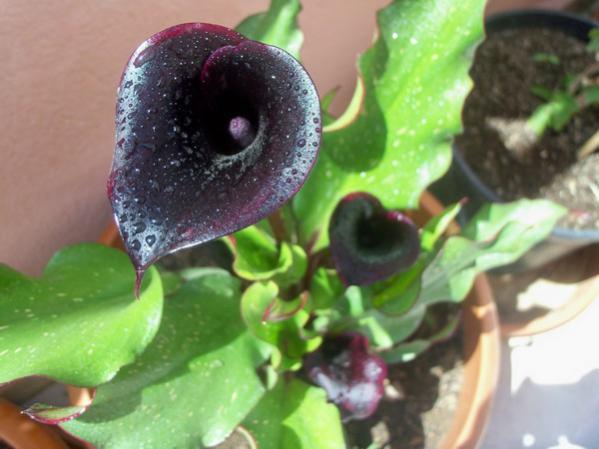 Name:  100_0679.jpg
Views: 2034
Size:  36.7 KB