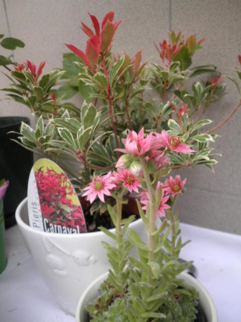 Name:  P6100254.jpg
Views: 1852
Size:  43.7 KB