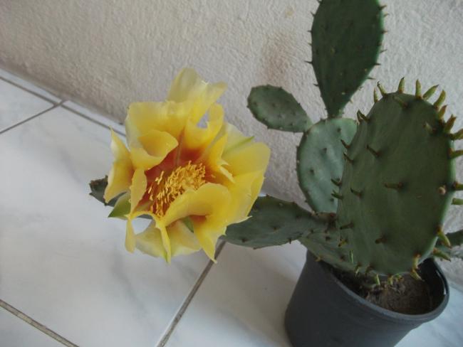 Name:  DSCF4102-1.jpg
Views: 1175
Size:  31.0 KB