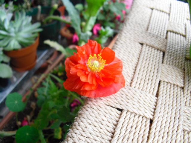 Name:  CIMG4695.jpg
Views: 757
Size:  48.8 KB