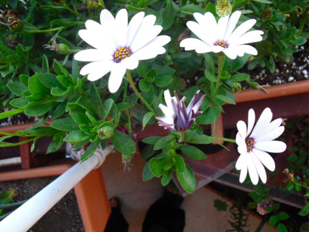 Name:  CIMG4628.jpg
Views: 771
Size:  49.1 KB
