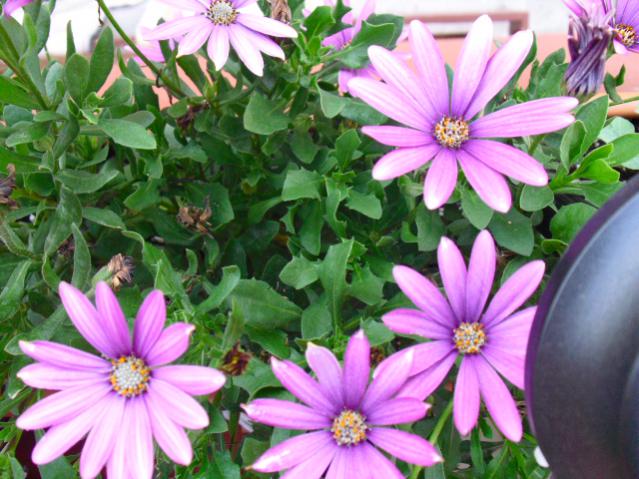 Name:  CIMG4629.jpg
Views: 775
Size:  60.1 KB