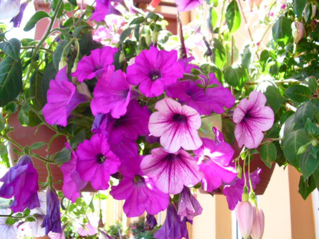 Name:  CIMG4584.jpg
Views: 783
Size:  62.3 KB