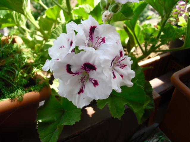 Name:  CIMG4593.jpg
Views: 744
Size:  42.3 KB