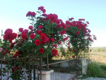 Name:  DSCN0755.jpg
Views: 9881
Size:  28.2 KB
