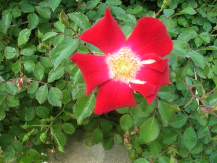 Name:  DSCN0763.JPG
Views: 2932
Size:  68.1 KB