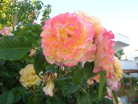 Name:  DSCN0770.JPG
Views: 3046
Size:  64.2 KB