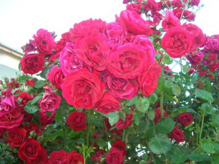 Name:  DSCN0773.jpg
Views: 7220
Size:  30.6 KB