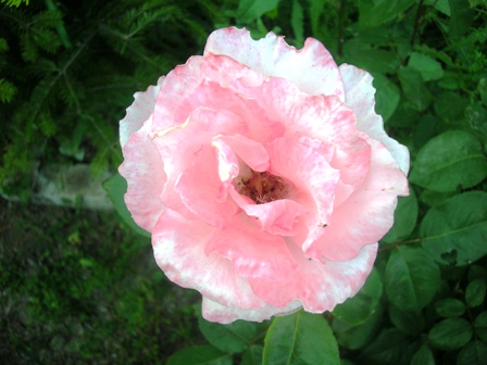 Name:  DSCN0793.JPG
Views: 2995
Size:  65.1 KB