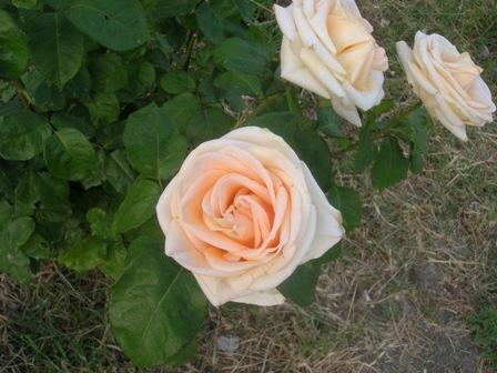 Name:  DSCN0805.JPG
Views: 3321
Size:  66.1 KB
