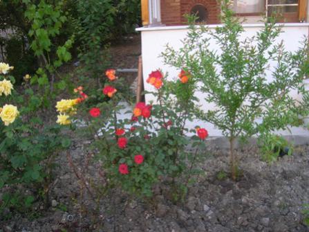 Name:  DSCN0771.jpg
Views: 2813
Size:  34.6 KB