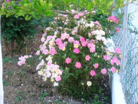 Name:  DSCN0768.jpg
Views: 3270
Size:  37.2 KB