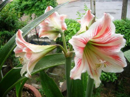 Name:  DSCN0816.jpg
Views: 2853
Size:  29.7 KB
