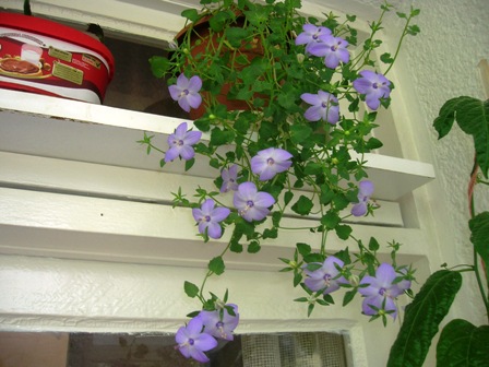 Name:  DSCN0824.JPG
Views: 2755
Size:  68.4 KB