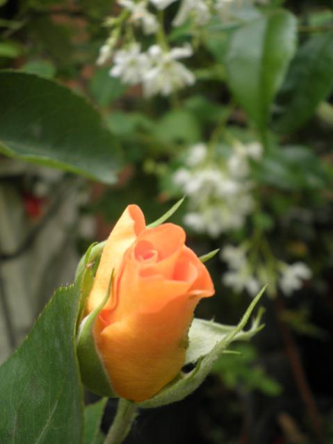 Name:  P6120279.jpg
Views: 2638
Size:  28.0 KB