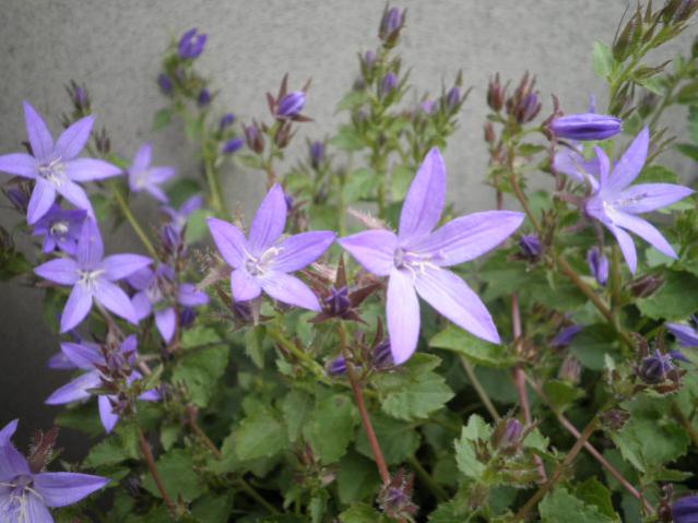 Name:  P6120282.jpg
Views: 2639
Size:  46.0 KB