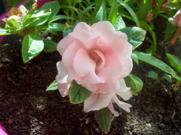 Name:  100_0697.jpg
Views: 1192
Size:  42.0 KB