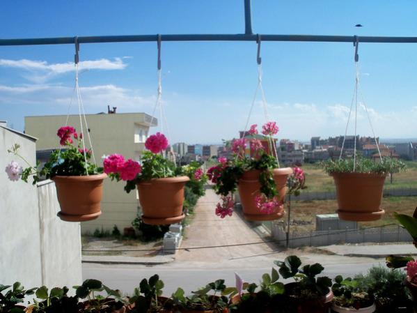 Name:  100_0695.jpg
Views: 1094
Size:  39.0 KB
