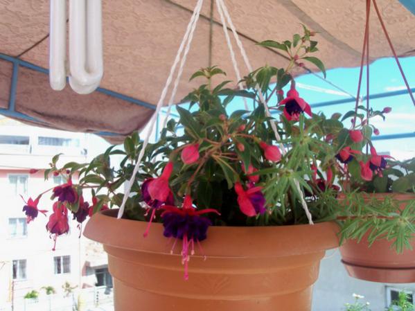 Name:  100_0696.jpg
Views: 1080
Size:  44.3 KB