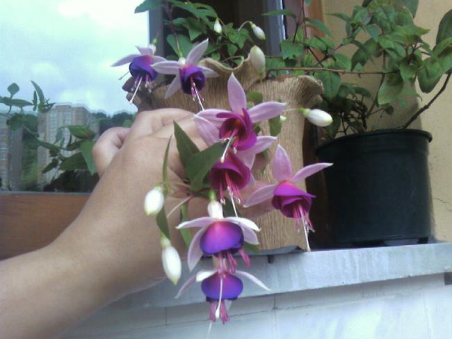Name:  17.06 (19).jpg
Views: 641
Size:  39.7 KB