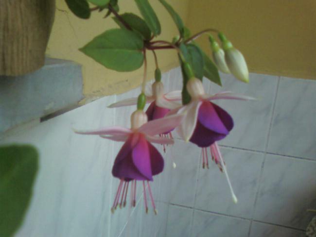 Name:  17.06 (9).jpg
Views: 634
Size:  23.4 KB