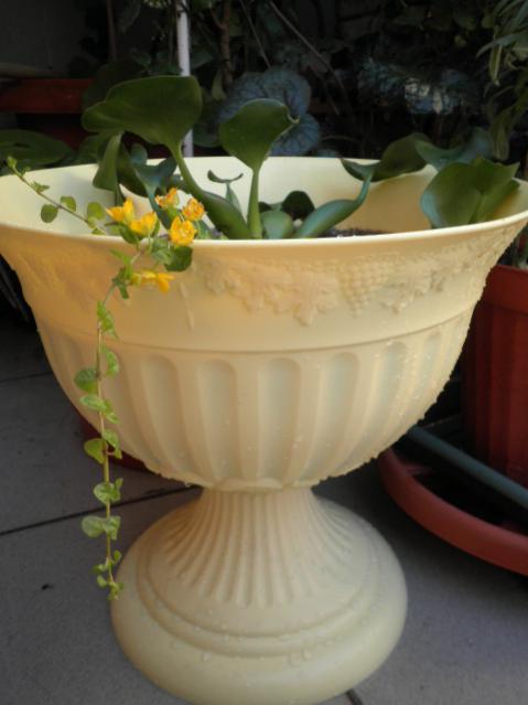 Name:  P6200365.jpg
Views: 2565
Size:  30.4 KB