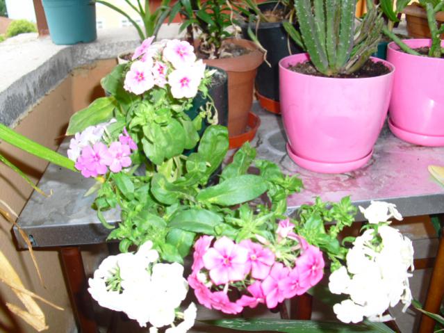 Name:  CIMG5053.jpg
Views: 1055
Size:  56.6 KB
